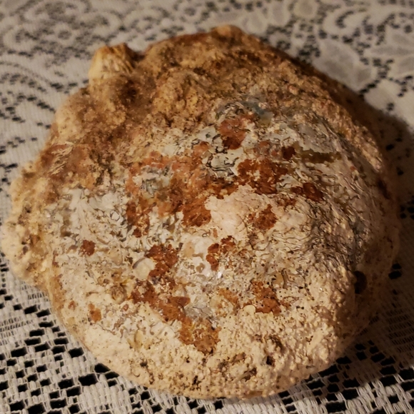 Abalone Shell. - Picture 3 of 7